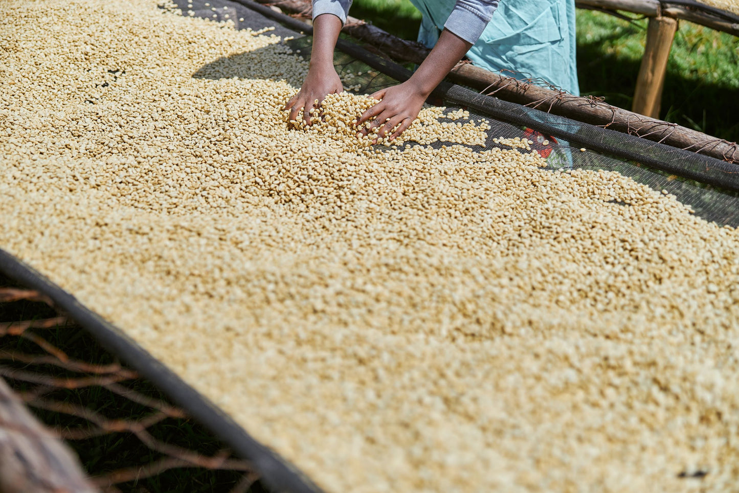 Hand geplukte Arabica bonen, ambachtelijke selectie voor topkwaliteit.