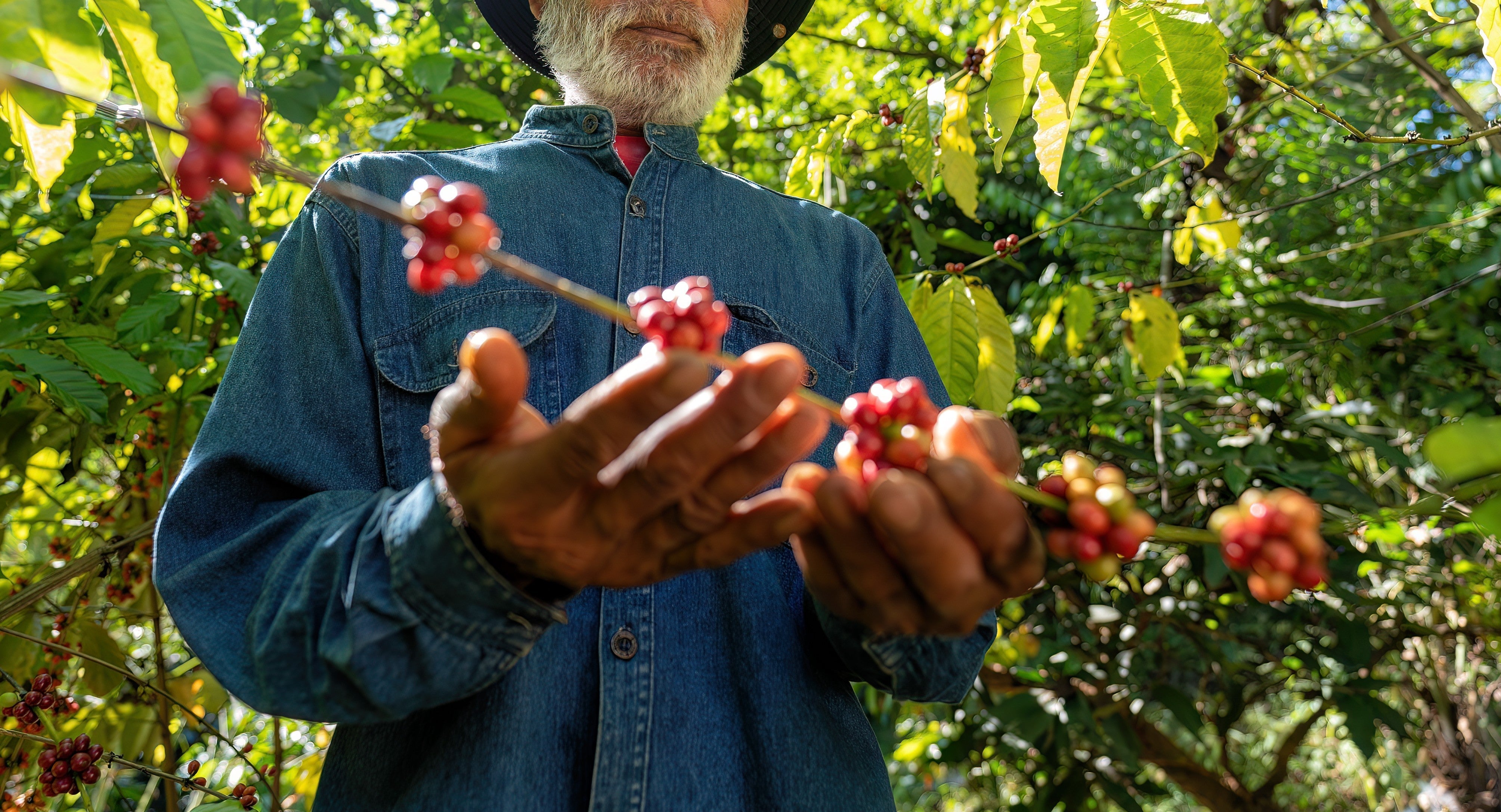 Direct Trade, Fairtrade and Certifications: What Do They Mean — and Why Calt Coffee Counts Them