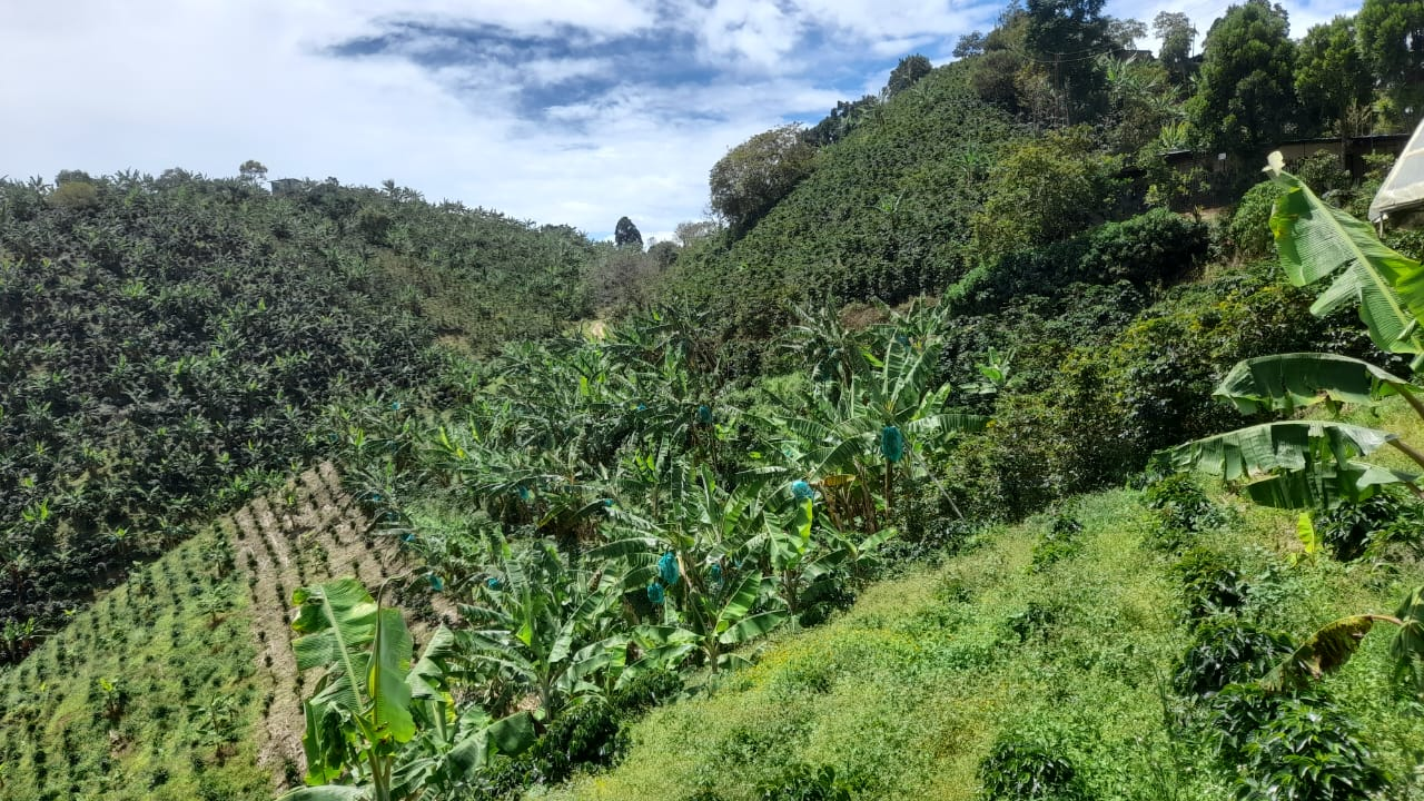 Indonesia Single Origin Espresso